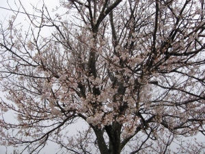 S180319金田さんのところの桜